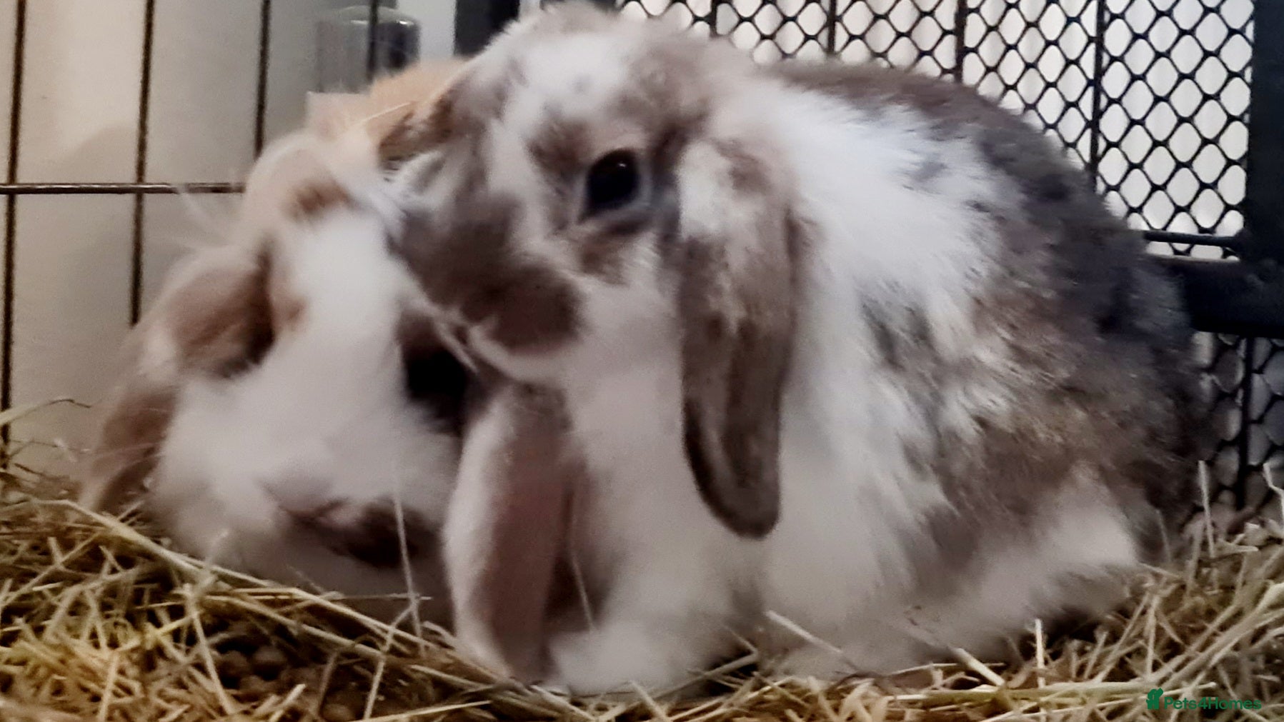 Mixed Breed rabbits Mini lop x lionhead babies - Advert 12