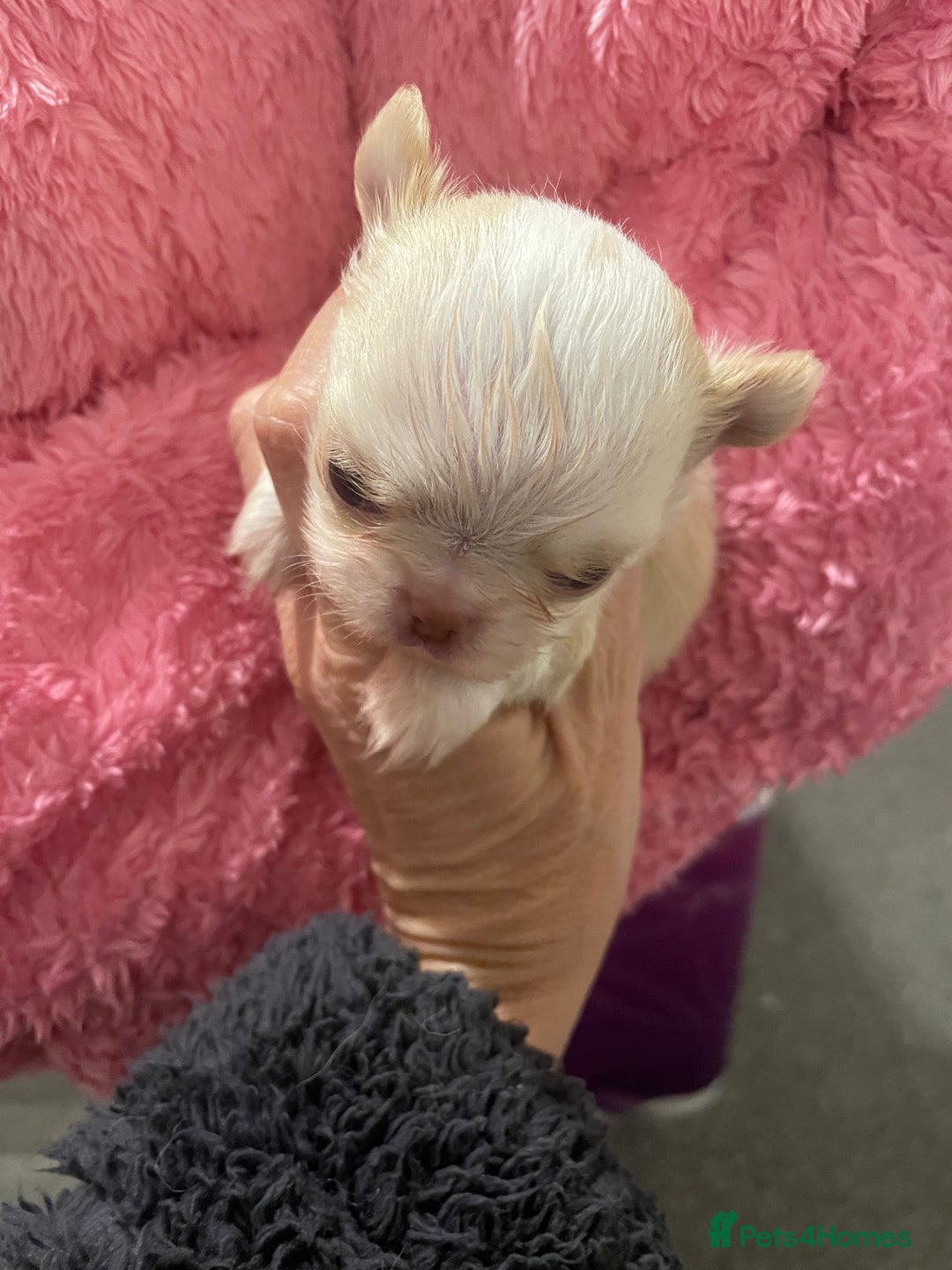 Chihuahua dogs for sale: Gorgeous , tiny Longcoat Boy Kc 🌟🌟🌟🌟🌟 - Advert 11