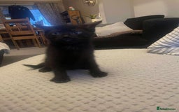 British Shorthair cats for sale: ******  - Image 1