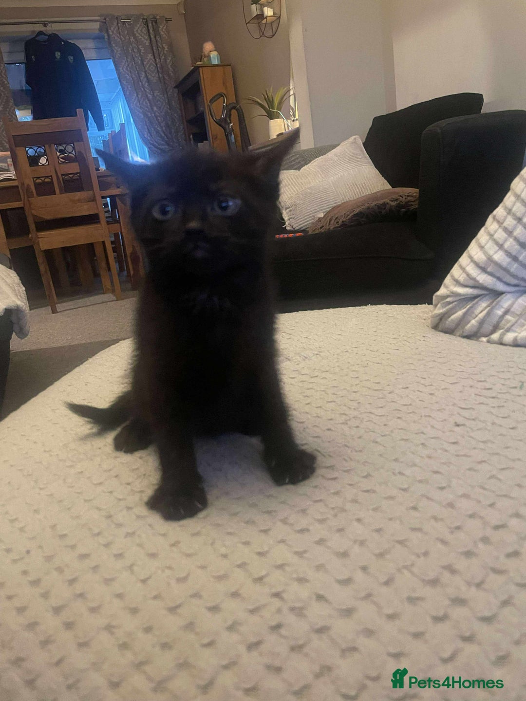 British Shorthair cats for sale: ******  - Image 1
