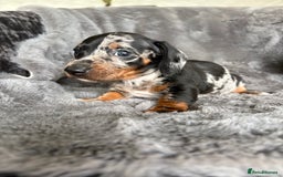 Miniature Dachshund dogs for sale: Stunning mini smooth dachshund pups  - Image 13