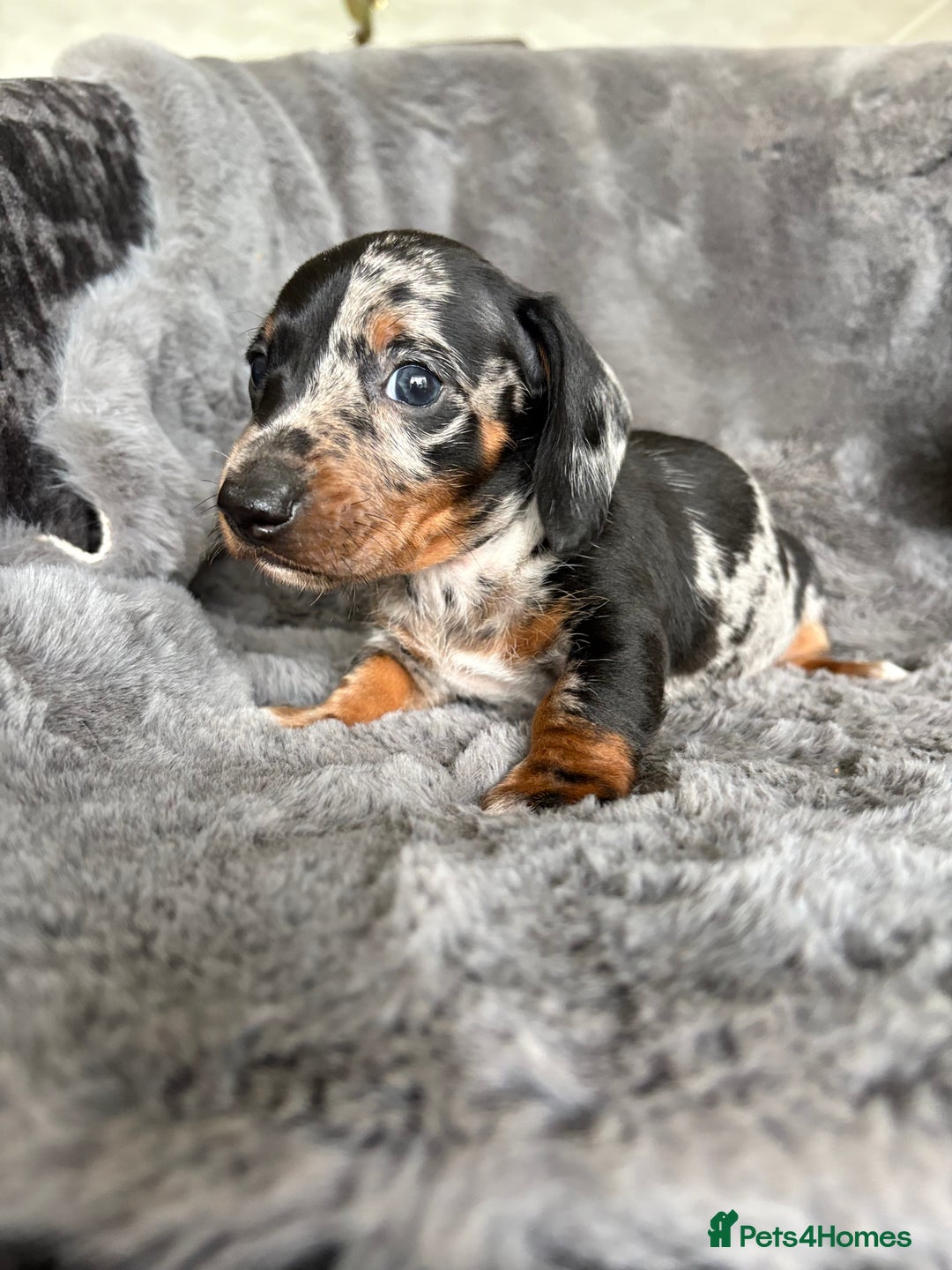 Miniature Dachshund dogs for sale: Stunning mini smooth dachshund pups  - Image 13
