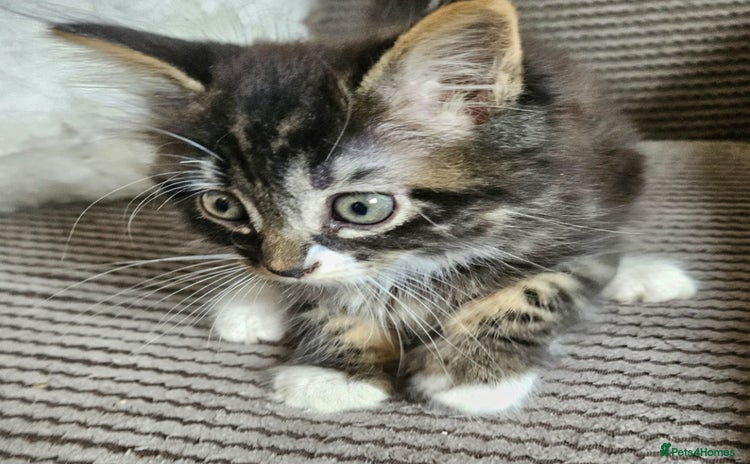 Mixed Breed cats - Advert 8