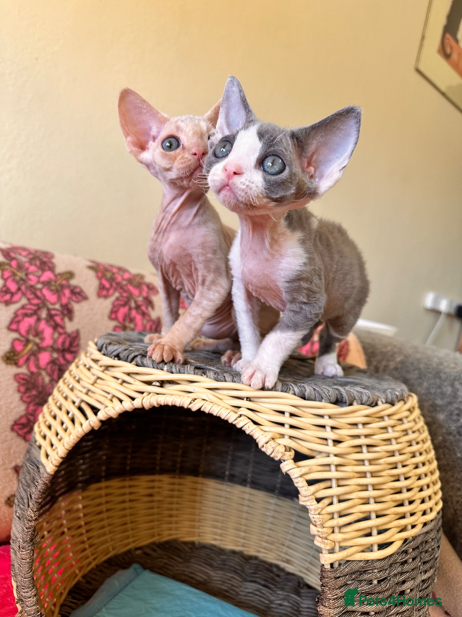Devon Rex cats beautiful Devon Rex kittens  - Advert 4