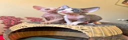 Devon Rex cats for sale: beautiful Devon Rex kittens  - Advert 1