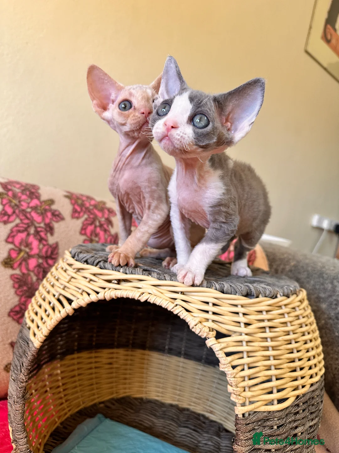 Devon Rex cats for sale: beautiful Devon Rex kittens  - Advert 1