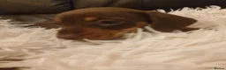 Miniature Dachshund dogs for sale: Kc Stunning Chocolate & Tan True Miniature  - Advert 6