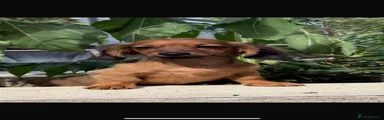 Miniature Dachshund 1