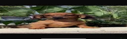 Miniature Dachshund dogs for sale: Miniature dachshunds  - Advert 2