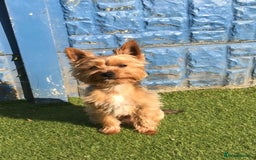 Yorkshire Terrier dogs for stud: Beautiful Minature Yorkie for STUD (PROVEN) in Chesterfield - Image 4
