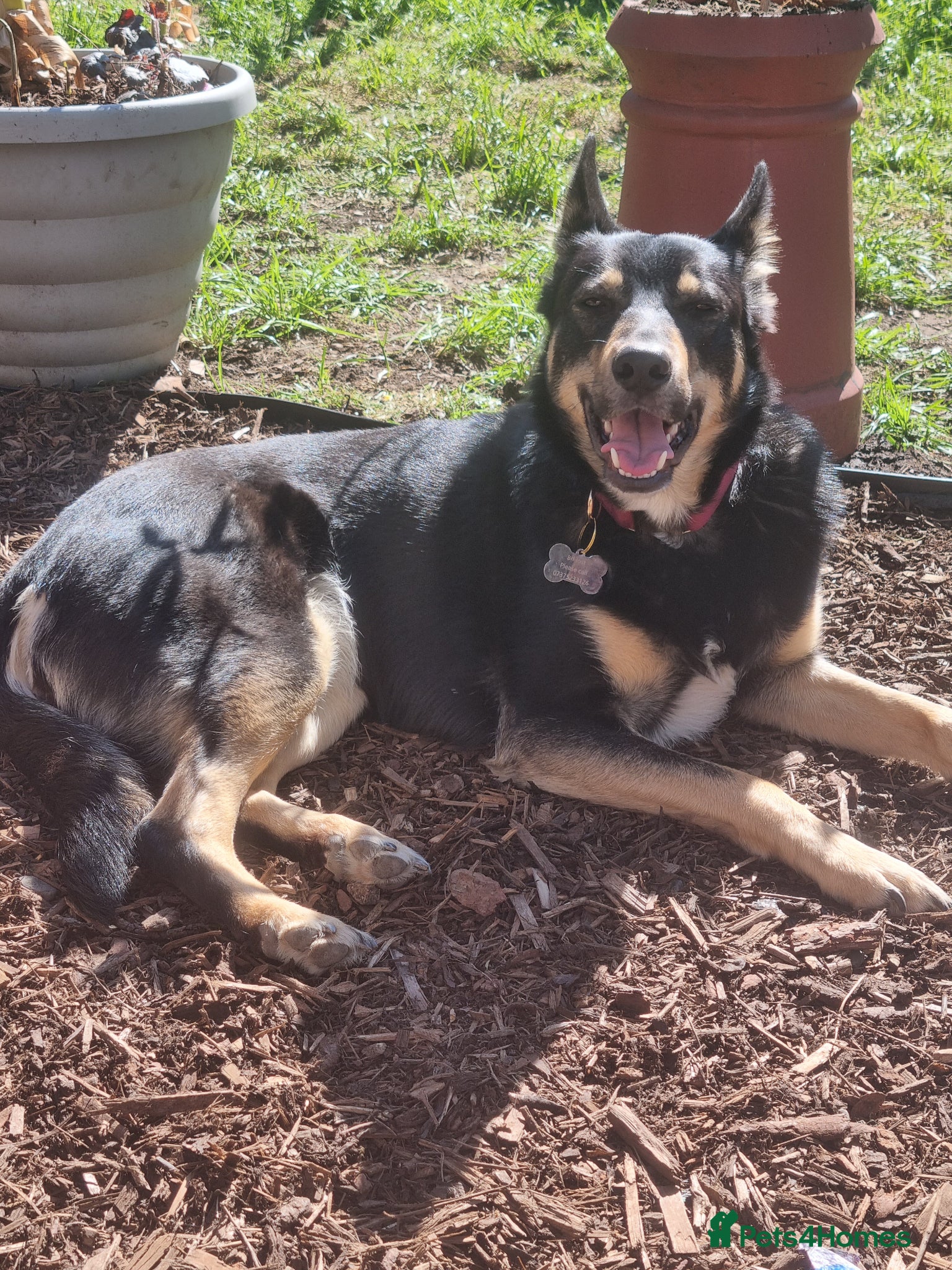 Mixed Breed dogs German shepard cross collie tricolour  - Advert 2