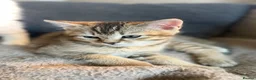 British Shorthair cats for sale: Gorgeous GCCF registered British Shorthair Boy  - Advert 10
