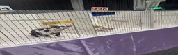 Devon Rex cats for stud: Super amazing boy for stud - Advert 4
