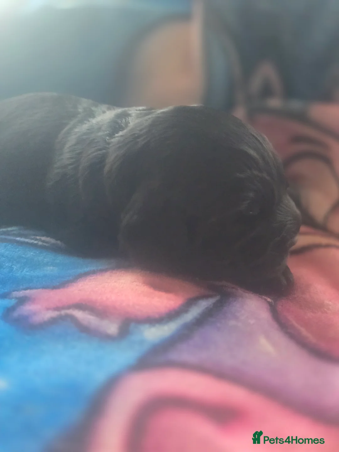 Cocker Spaniel dogs for sale: Cocker spaniel puppies*** - Advert 2
