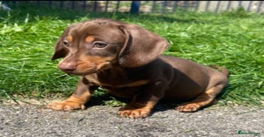 Miniature Dachshund dogs - Advert 13