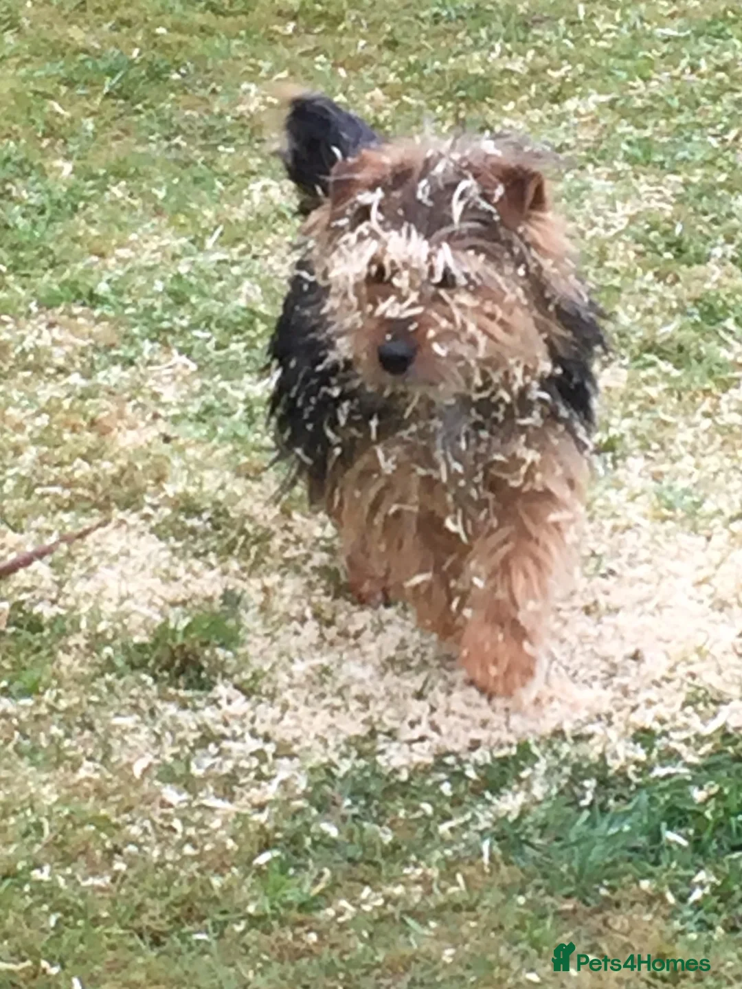 Norfolk Terrier dogs for stud: 3/4 Norfolk x 1/4 Jack Russell proven stud in Burton-on-Trent - Advert 10