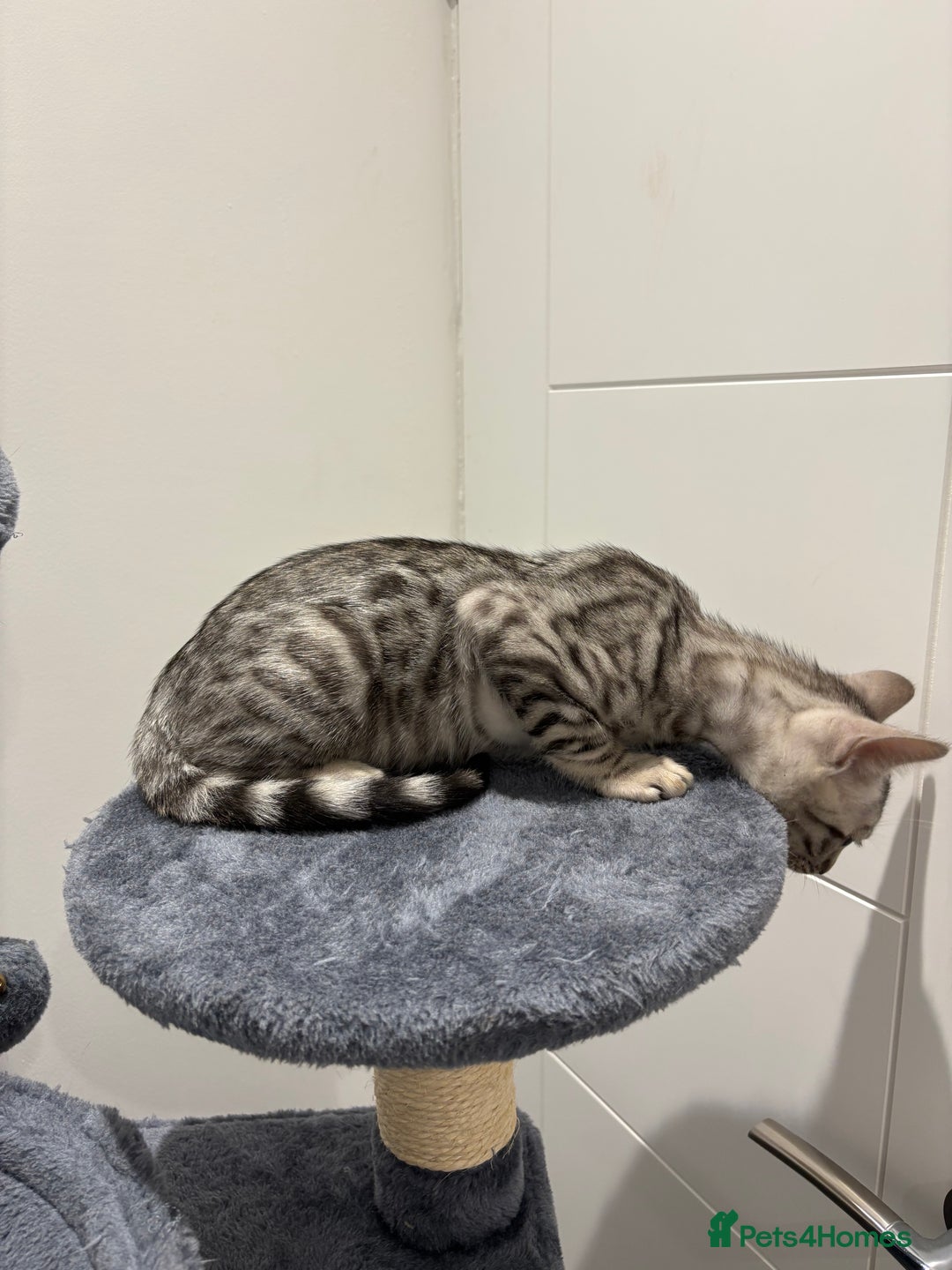 Bengal cats for sale: Bengal Kittens for Sale! (4 BOYS) - Image 8