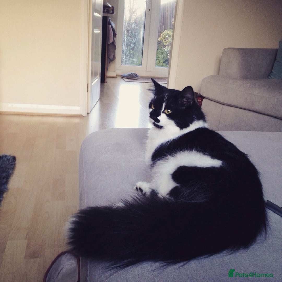 British Longhair cats for sale: Meet Tinca - Image 2