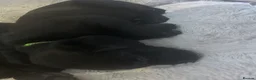 Goldador dogs for sale: 8 gorgeous black goldadors  - Advert 9