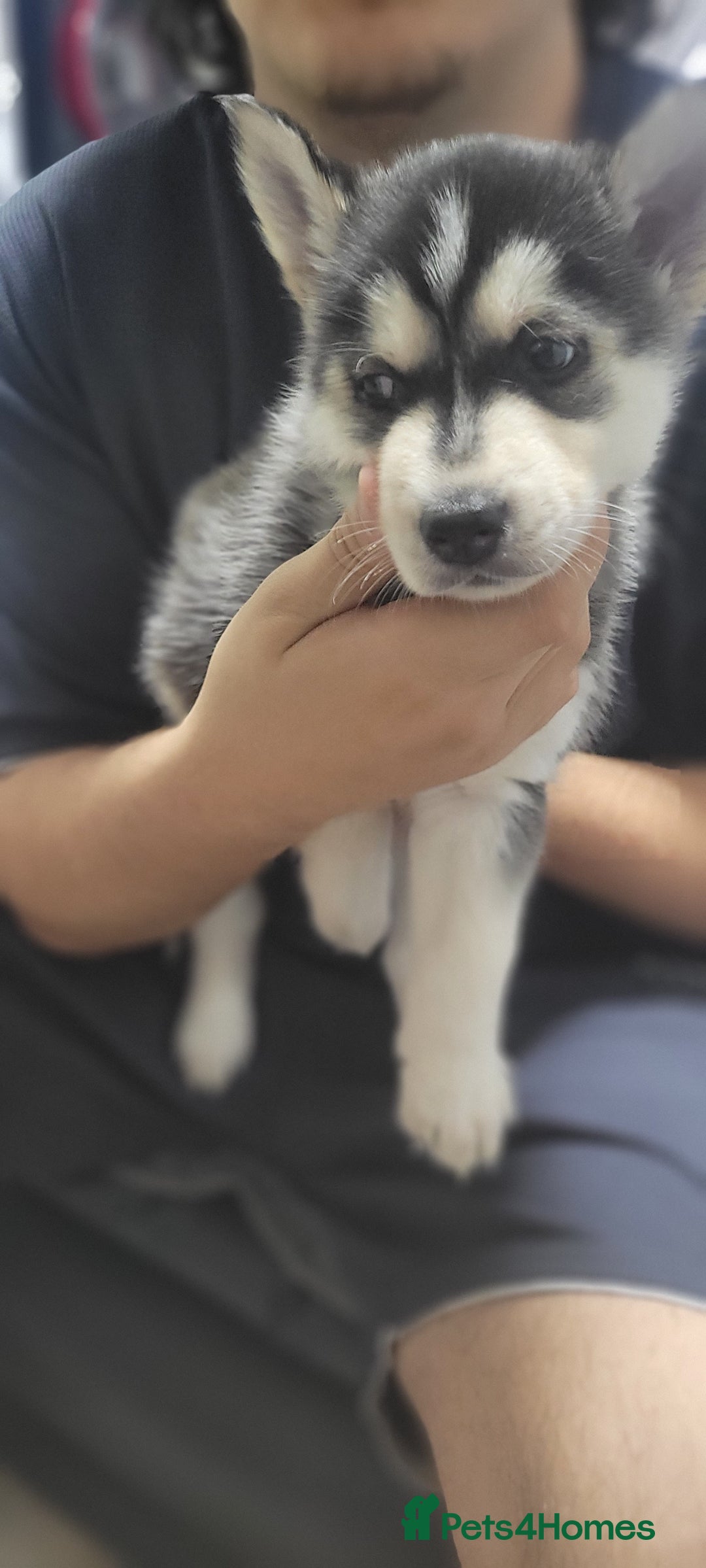 Shepsky dogs for sale: Husky x Shepsky - Image 3