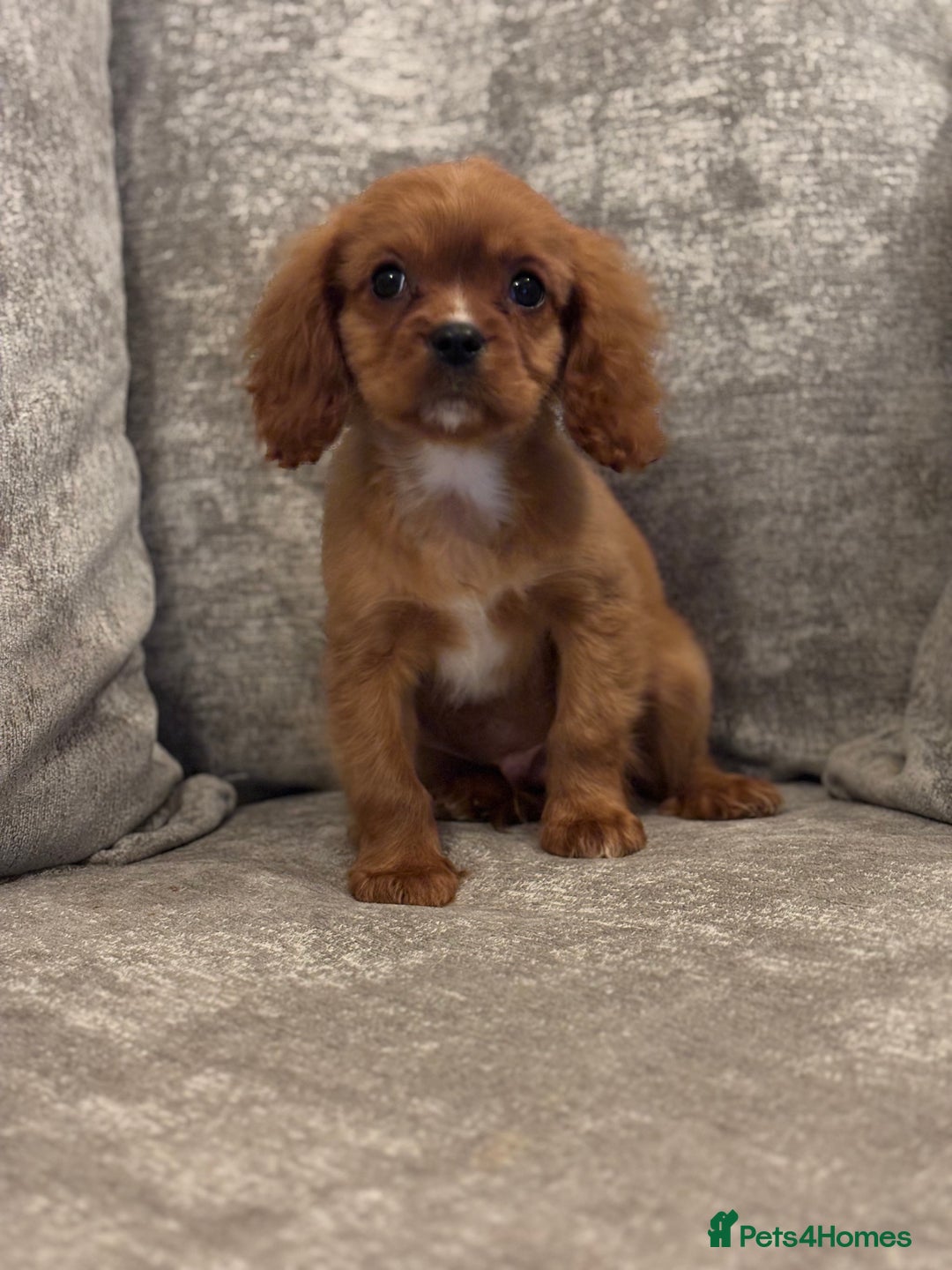 Cavalier King Charles Spaniel dogs for sale: CAVALIER KING CHARLES SPANIEL PUPPIES - Advert 4