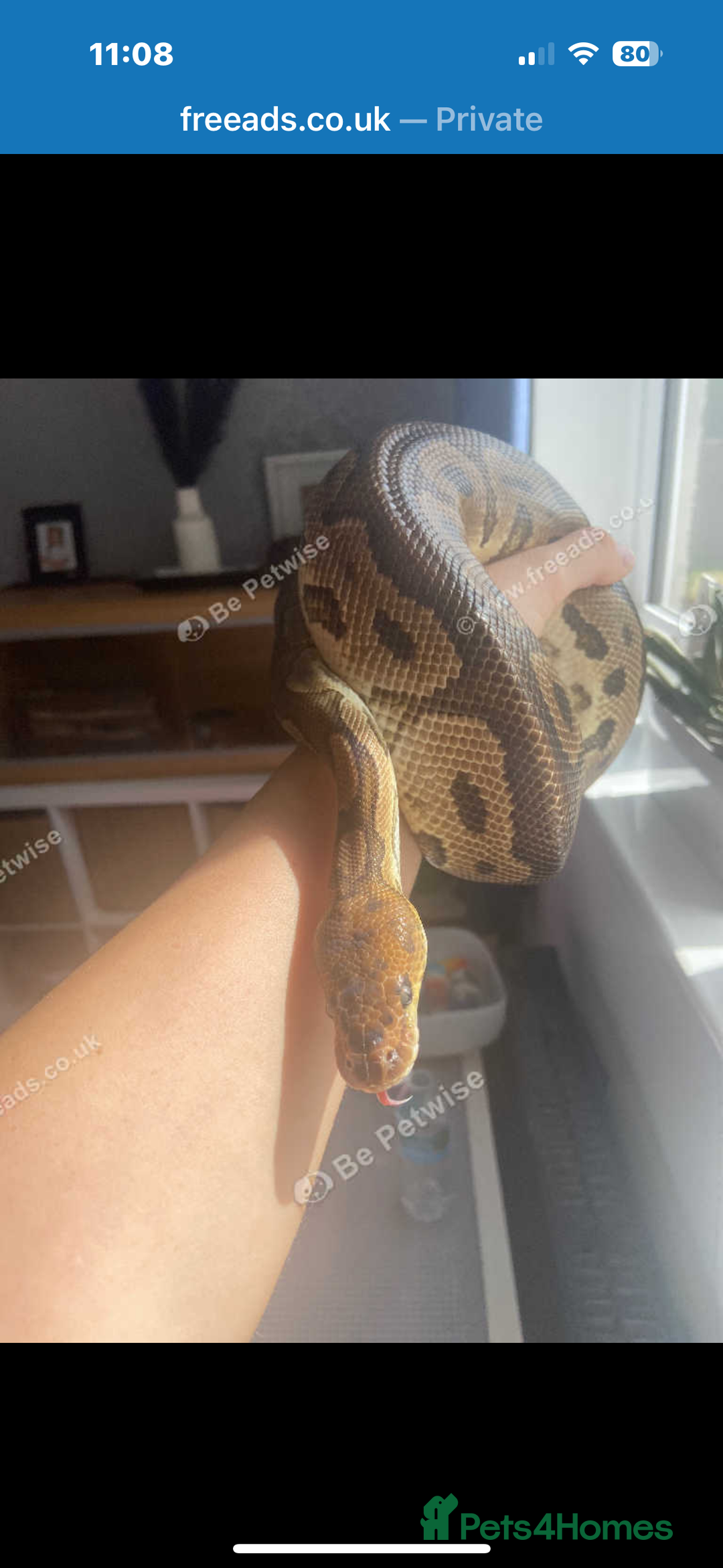 Python Snake reptiles for sale: Royal python  - Image 1
