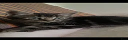 Norwegian Forest Cat cats for sale: Mixed breed/Norwegian Forest Cat  - Advert 10