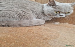 British Shorthair cats for sale: Female Lilac Shorthair - Image 4