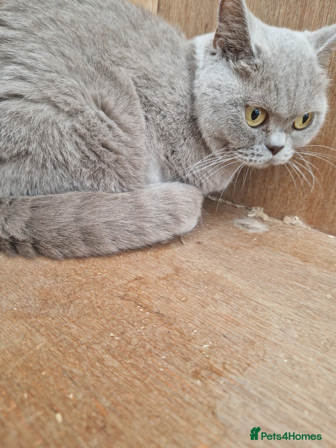 British Shorthair cats for sale: Female Lilac Shorthair - Image 4