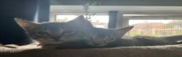 Bengal cats for sale: 1 girl Mix Bengal kitten left for sell - Advert 5