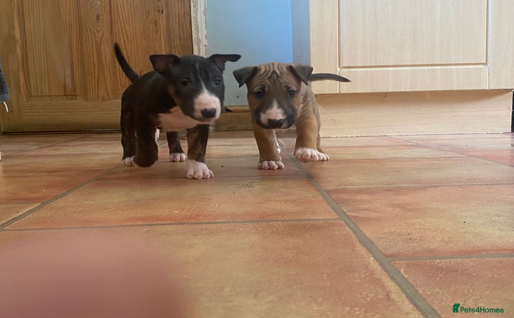 English Bull Terrier dogs - Advert 2