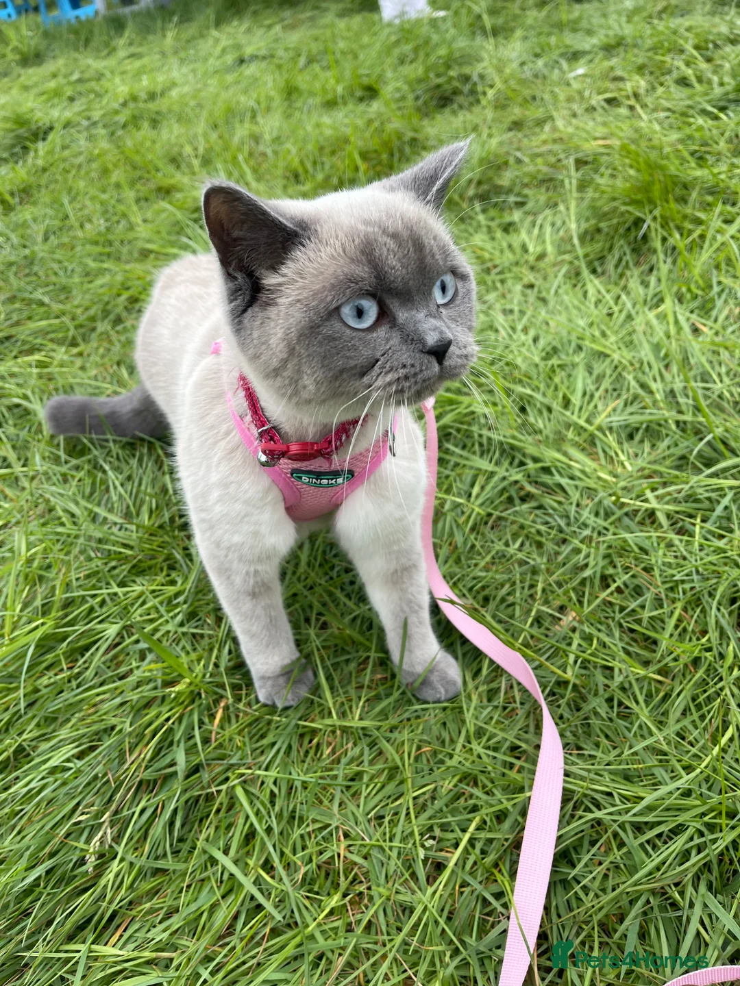 Ragdoll cats for sale: Siena  - Advert 1