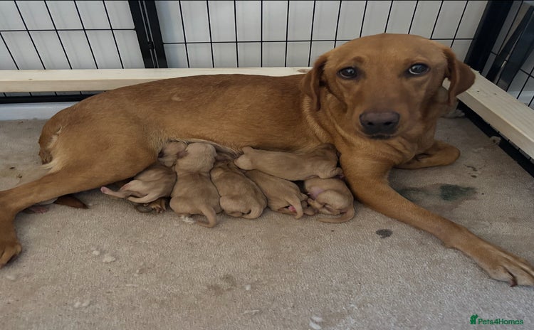 Labrador Retriever dogs in Havant - Advert 14