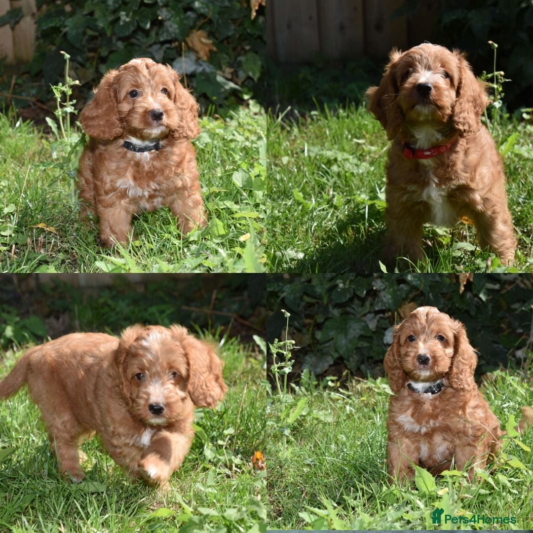 Cockapoo dogs Ready Now F1 Toy Cockapoo Puppies Health Tested - Advert 11