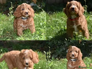 Cockapoo dogs Ready Now F1 Toy Cockapoo Puppies Health Tested - Advert 11