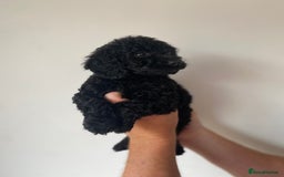 Cockapoo dogs for sale: Beautiful litter of cockapoos - Image 4
