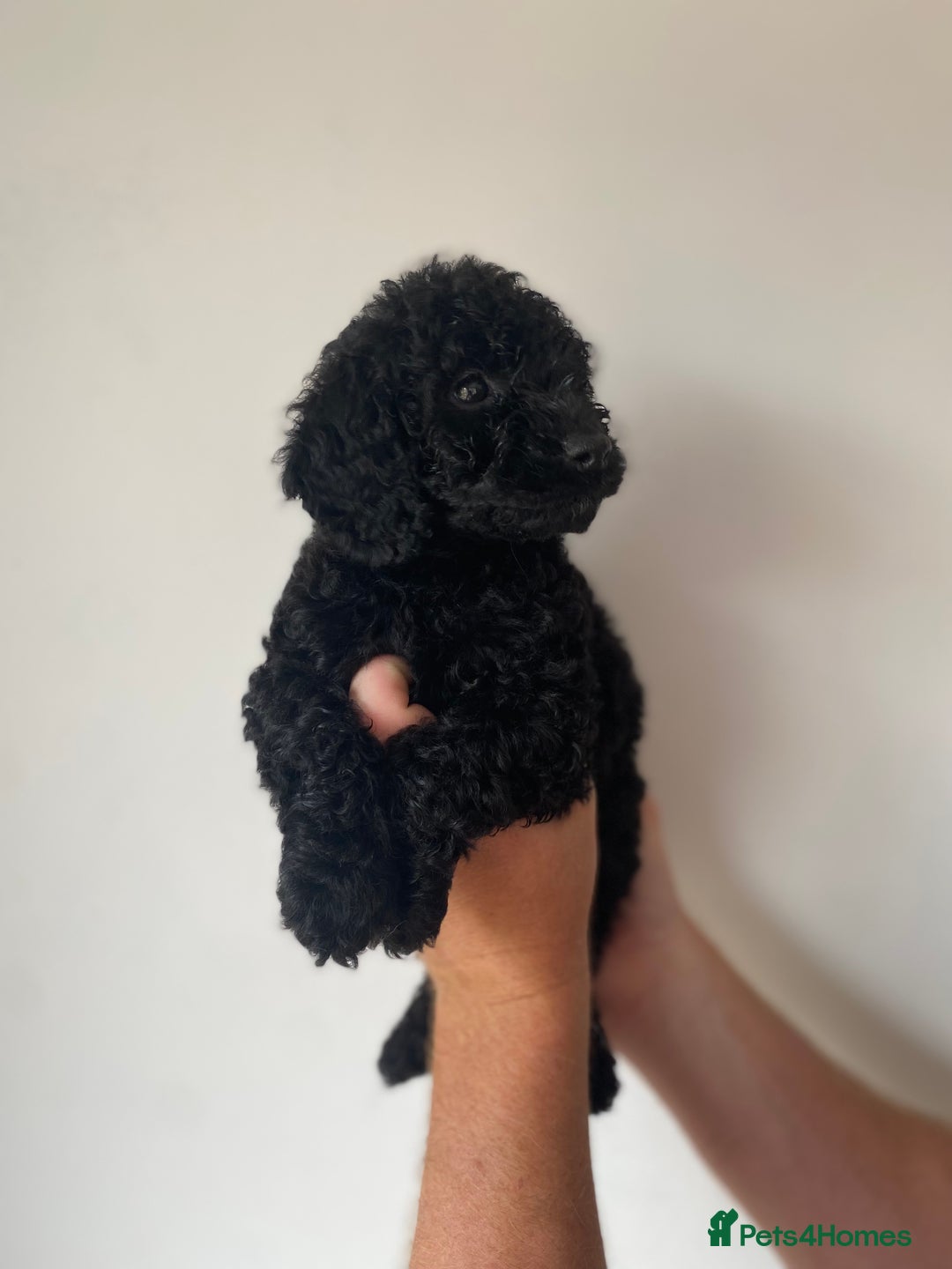 Cockapoo dogs for sale: Beautiful litter of cockapoos - Image 4