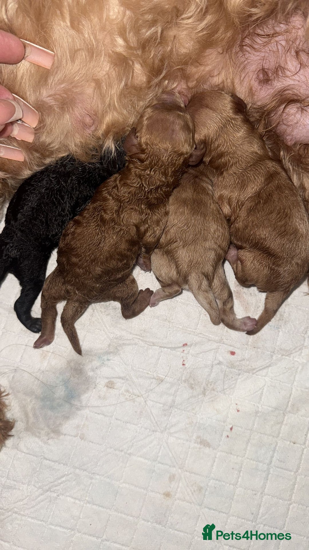 Toy Poodle dogs for stud: KC CHOCOLATE PHANTOM TOY POODLE in Willenhall - Advert 40