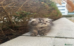 Scottish Fold cats for sale: Adorable Scottish fold kittens - Image 6