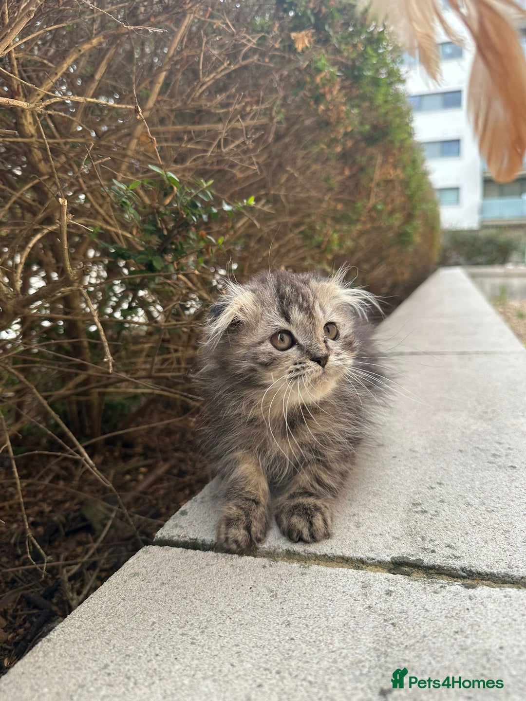 Scottish Fold cats for sale: Adorable Scottish fold kittens - Image 6