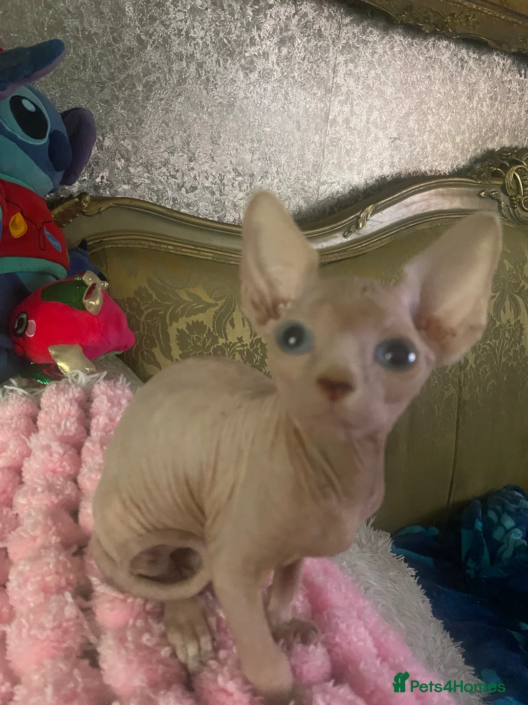 Sphynx cats for sale: 💖 3 Beautiful Sphynx Kittens – 1 Boy & 2 Girls 💖 - Advert 10