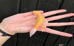 Leopard Gecko reptiles for sale: Baby Leopard Geckos in Downham Market - Image 7