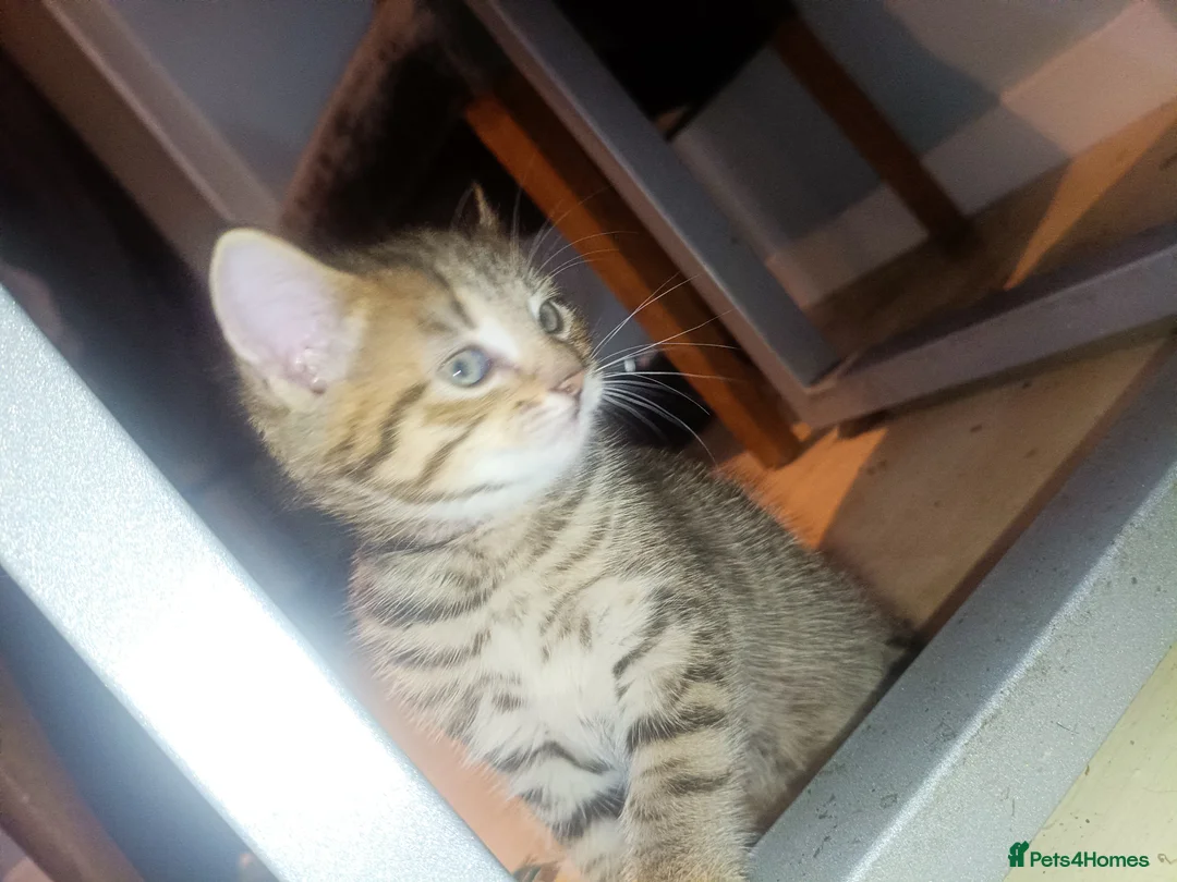 Mixed Breed cats for sale: cat kitten - Advert 8