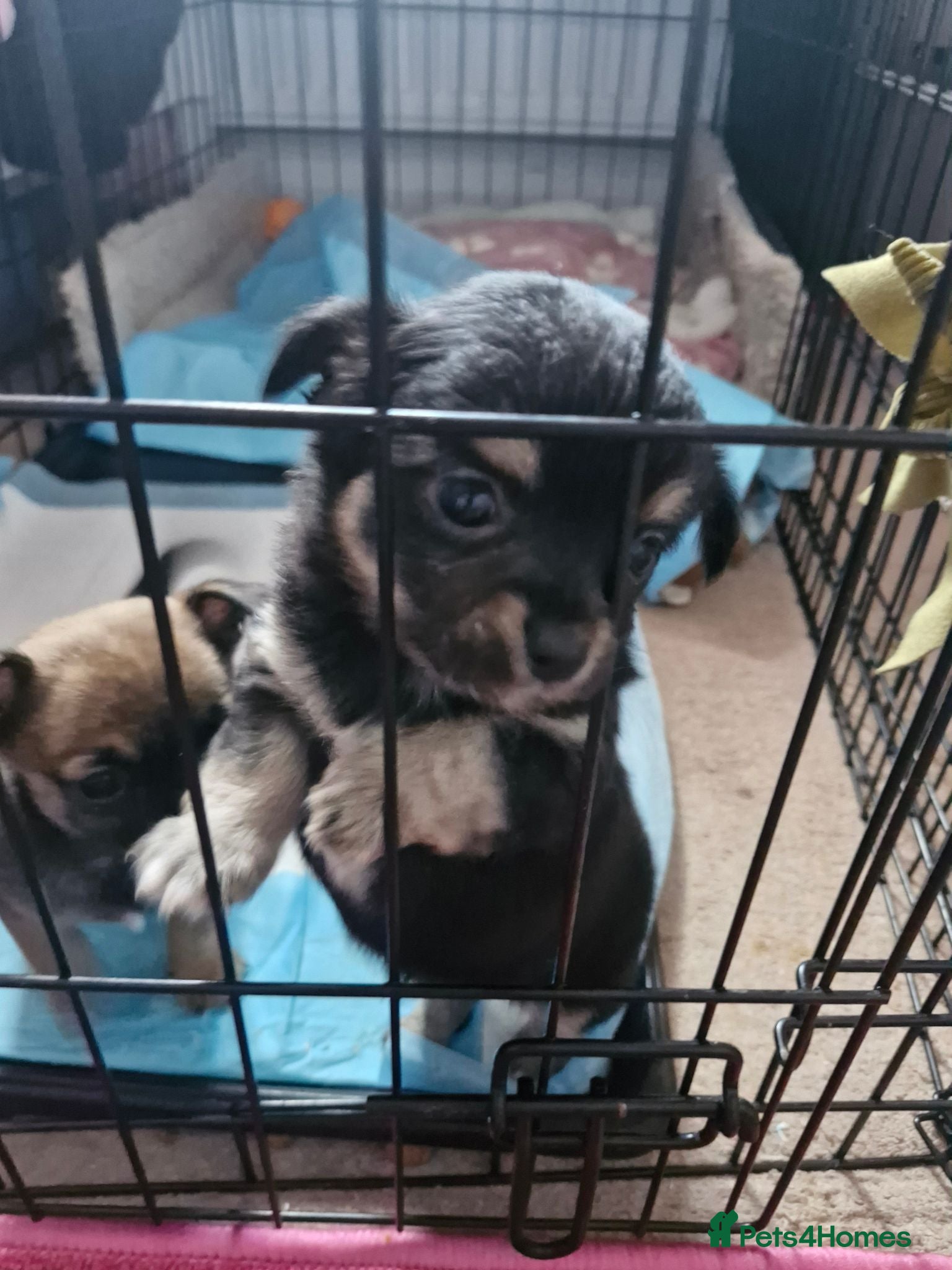 Pomchi dogs Pomchis 💙💙💖 - Advert 10