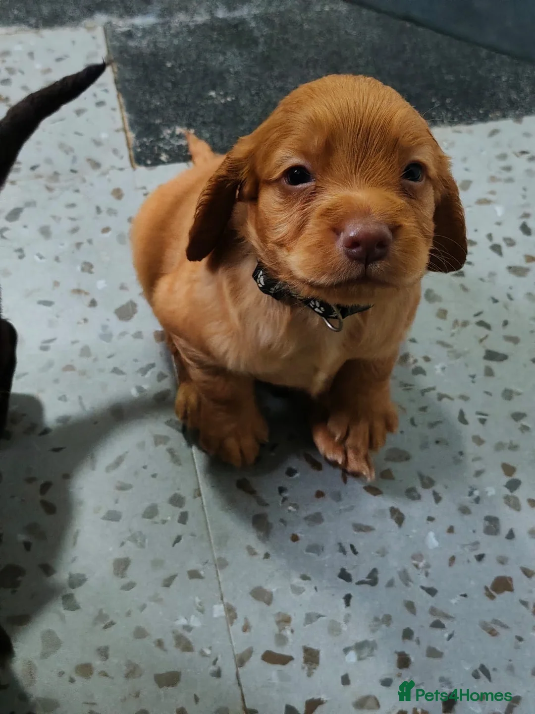 Sprocker dogs for sale: Sprocker spaniel puppies health tested parentage in Lytham Saint Annes - Advert 39
