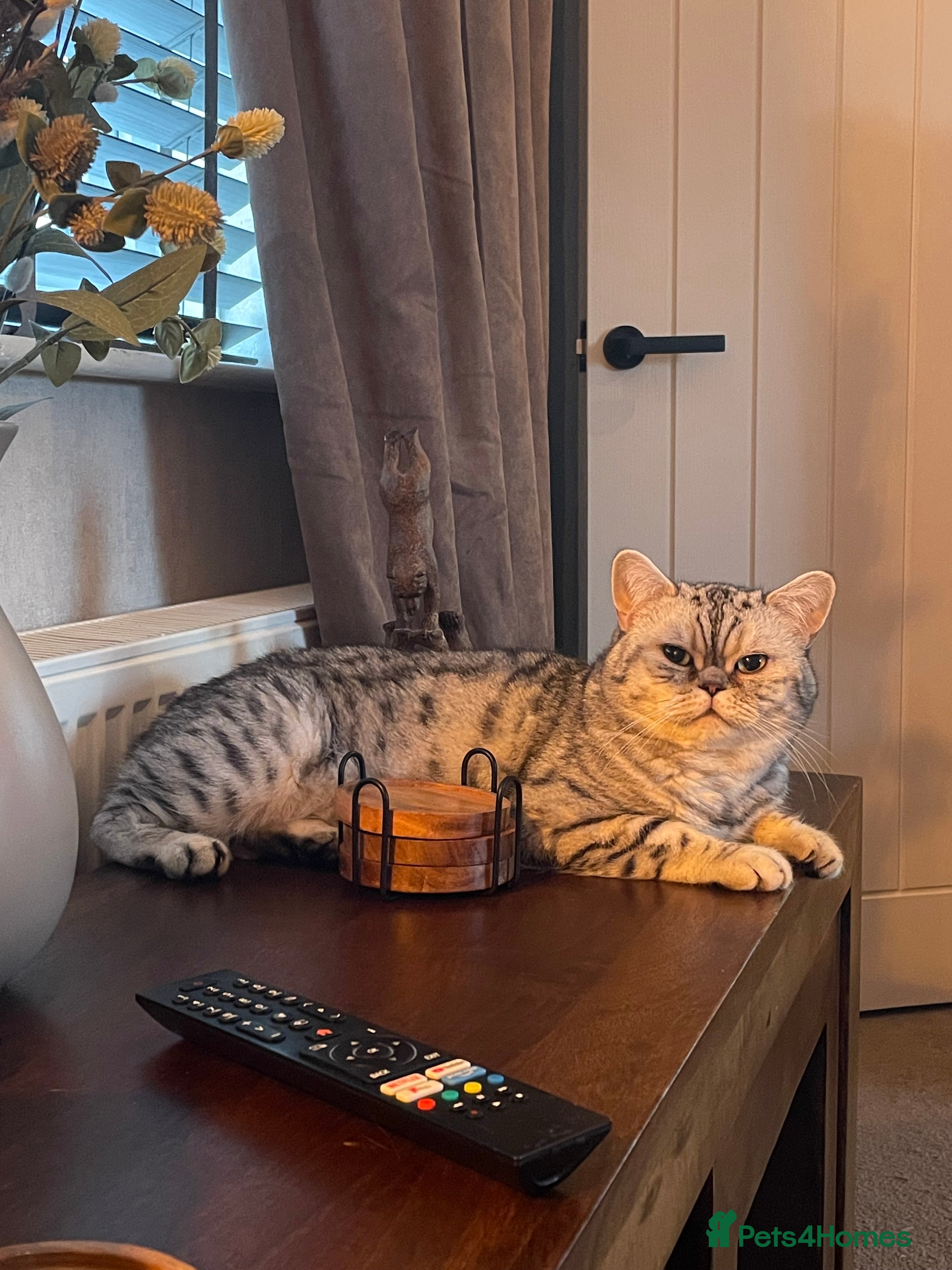 British Shorthair cats GCCF/TICA Silver spotted Male Active - Advert 16