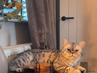 British Shorthair cats GCCF/TICA Silver spotted Male Active - Advert 4