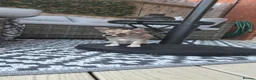 Chihuahua dogs for sale: Three Amigos - Longhaired Chihuahua Male Pups  - Advert 14