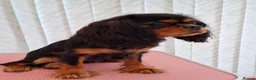Cavalier King Charles Spaniel dogs for sale: Beautiful Black/Tan Cavalier Girl - Advert 3