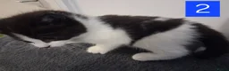Domestic Shorthair cats for sale: TUXEDO KITTENS  - Advert 11